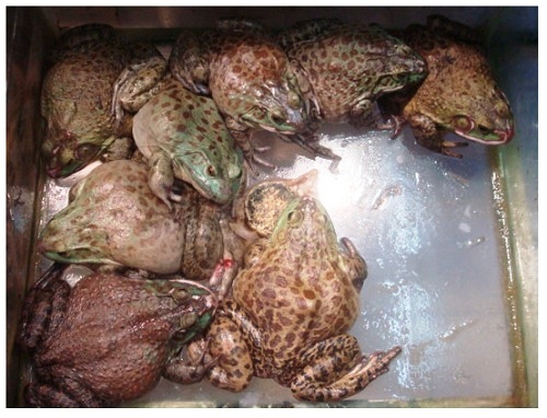 China Food Supermarket Bullfrog.