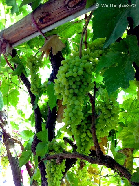 China 6. Xinjiang Turpan Grapes.