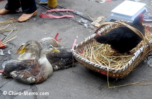 China Local Street Market Ducks Chicken