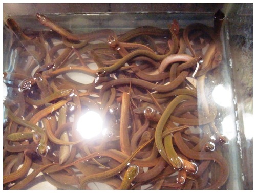 China Hunan local food supermarket, fresh eels.