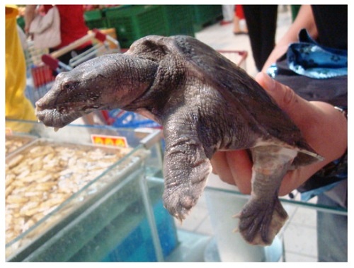 China Food Supermarket Softshell Turtle